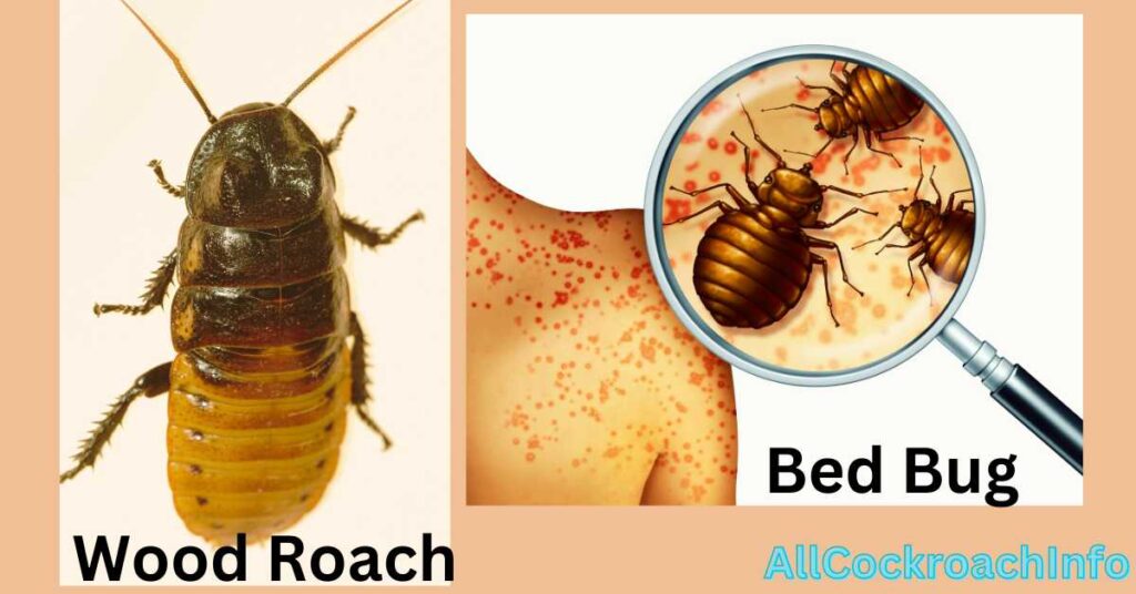 Wood Roach Vs Bed Bug
