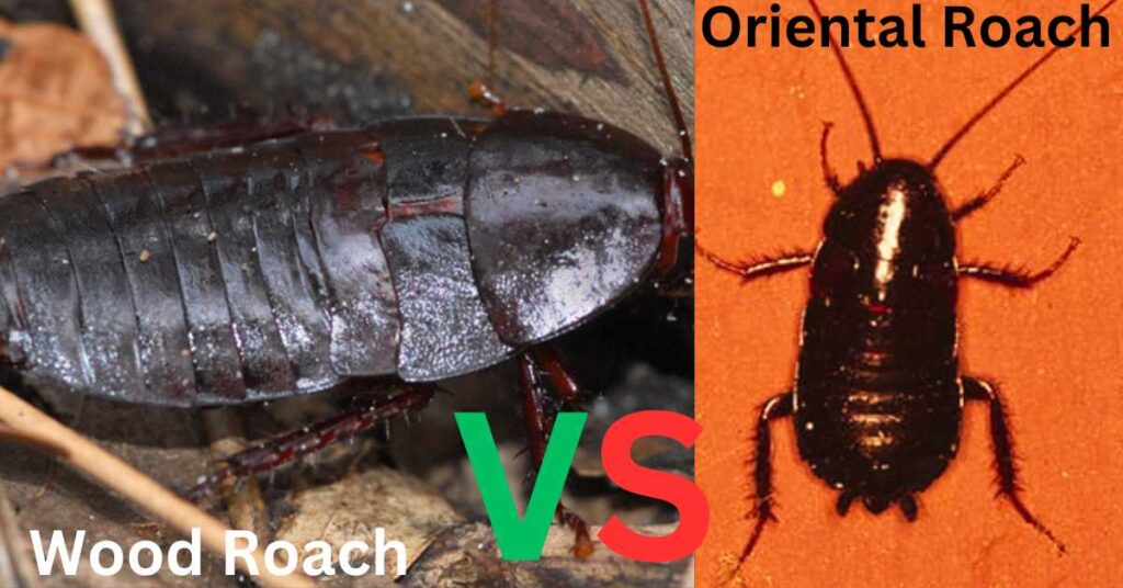 Wood Roach Vs Oriental Cockroach