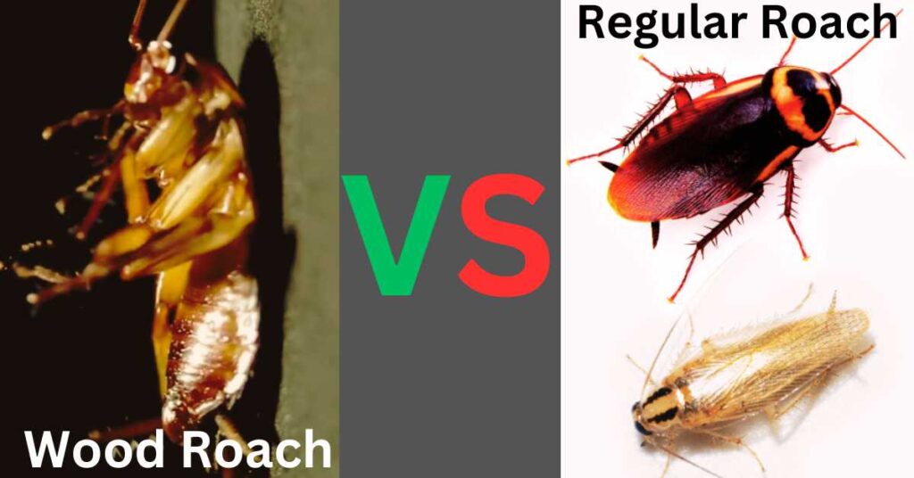 Wood Roach Vs Regular Roach