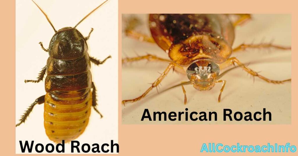 Wood Roach vs American Cockroach