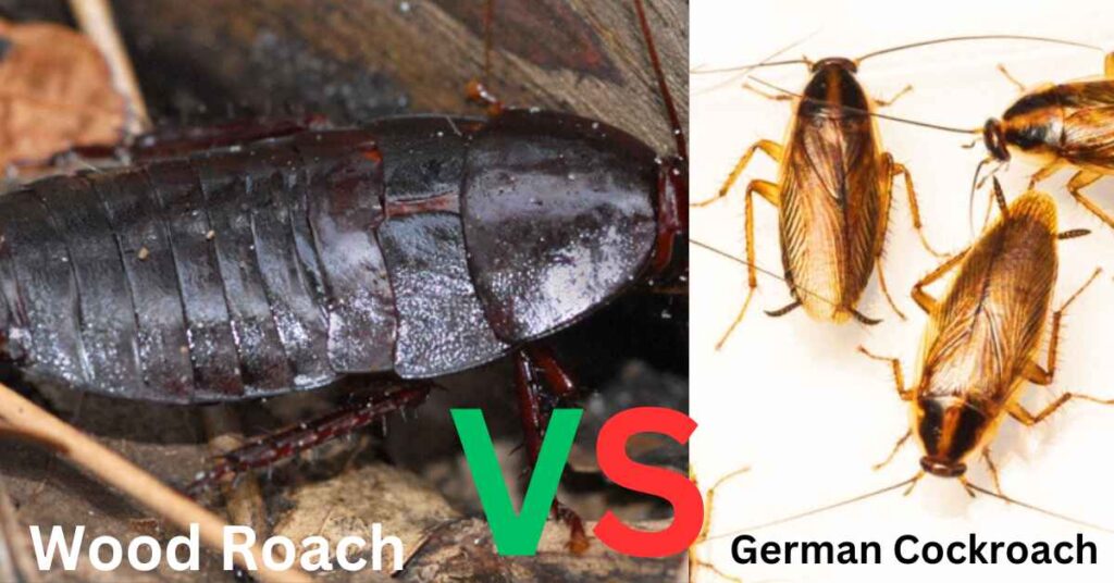 Wood Roach vs German Cockroach
