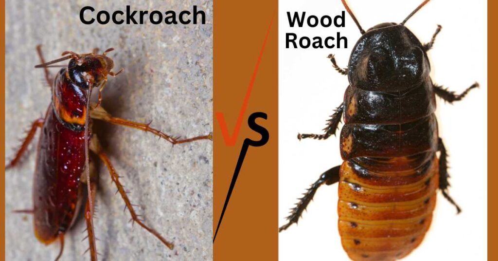 cockroach vs wood roach