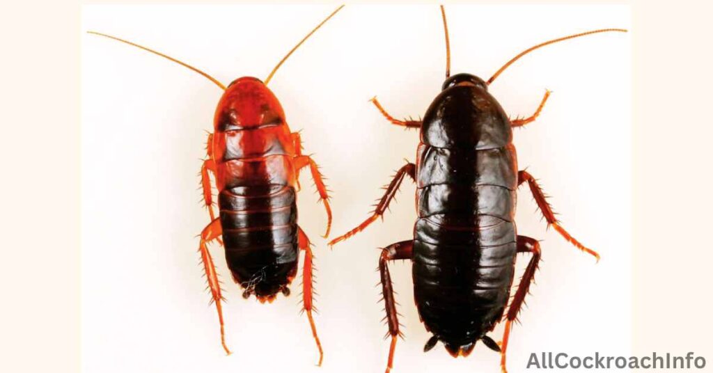 turkestan cockroach