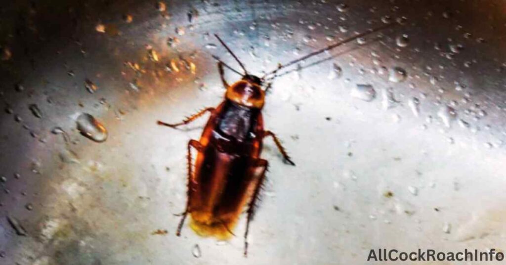 Can Cockroaches Climb Metal