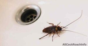 Can Cockroaches Climb Out of Bathtubs
