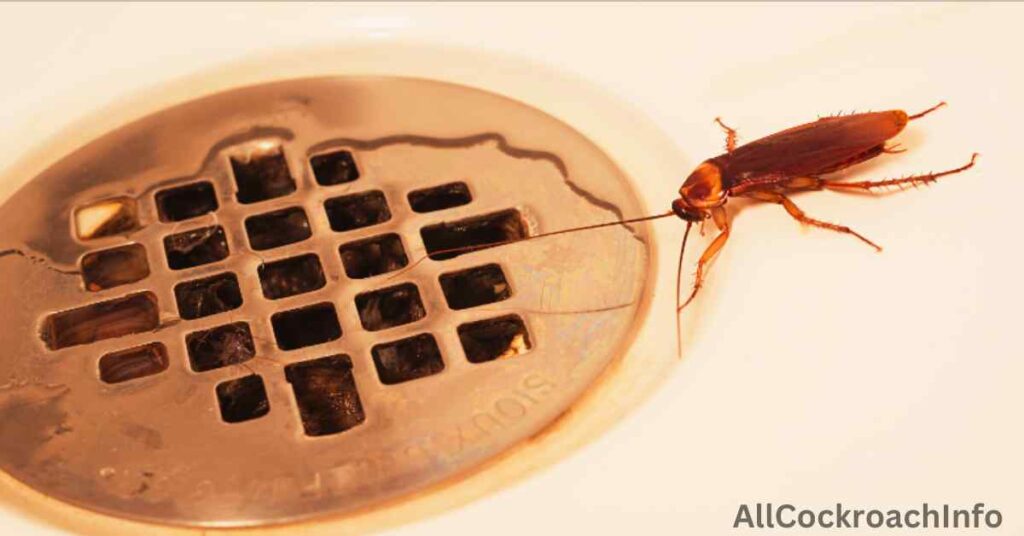 Can Cockroaches Climb Up Drains