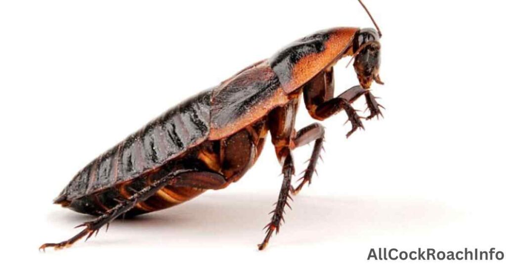 Can Cockroaches Climb Vertically