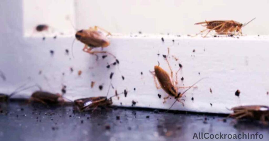 Can Cockroaches Climb Walls